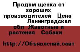 Продам щенка от хороших производителей › Цена ­ 15 000 - Ленинградская обл. Животные и растения » Собаки   